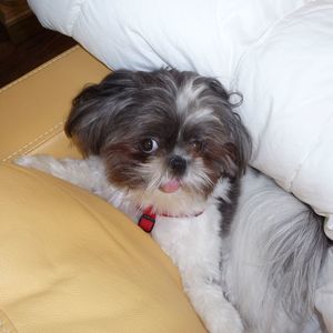 Meet your Posher, Barbara